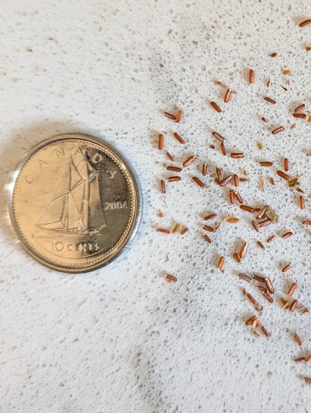 Image of Verbena hastata