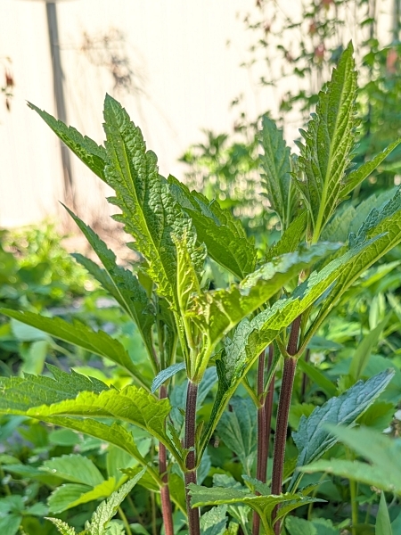 Image of Verbena hastata