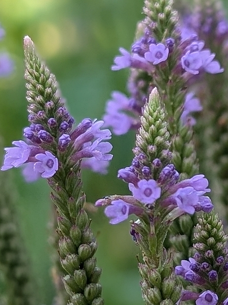 Image of Verbena hastata