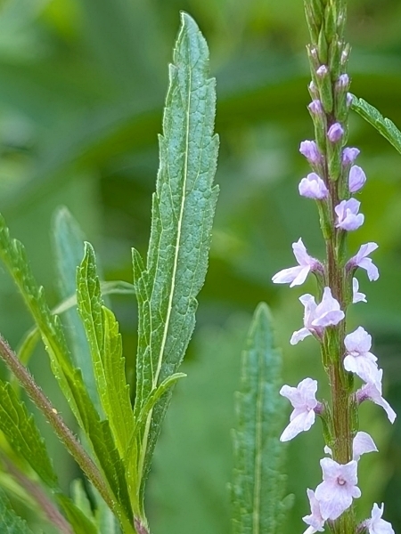 Image of Verbena simplex