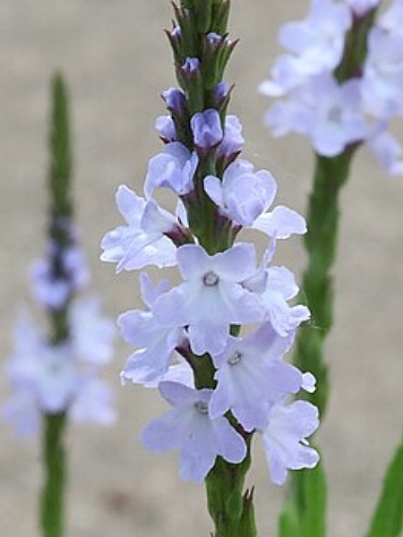 Image of Verbena simplex