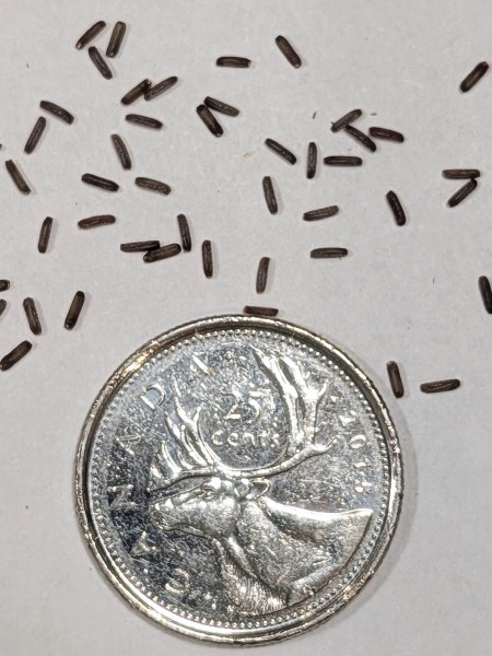 Image of Verbena stricta