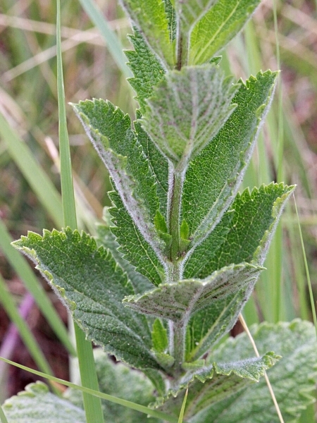 Image of Verbena stricta