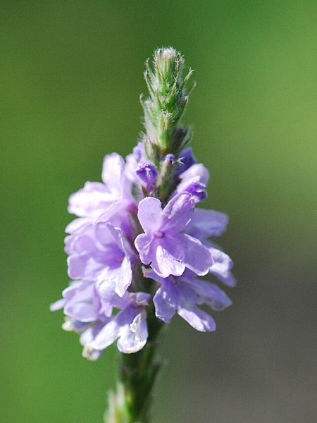 Image of Verbena stricta