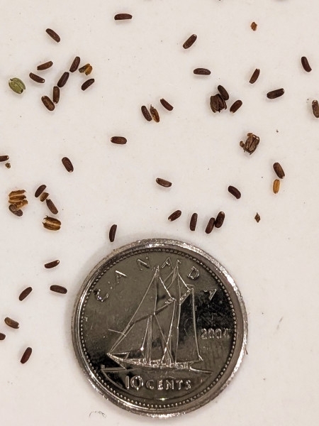 Image of Verbena urticifolia
