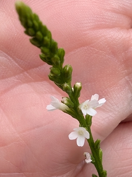 Image of Verbena urticifolia