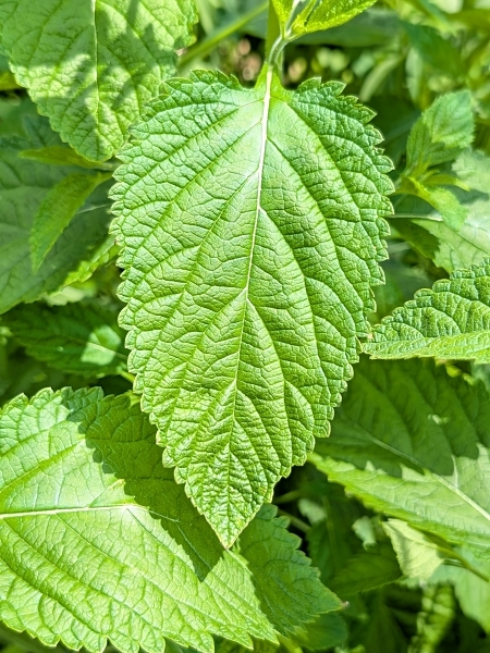 Image of Verbena urticifolia