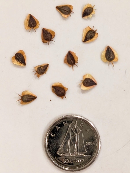 Image of Verbesina alternifolia