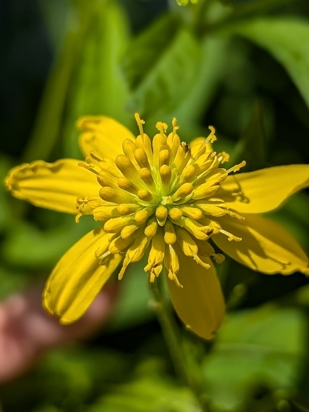 Image of Verbesina alternifolia