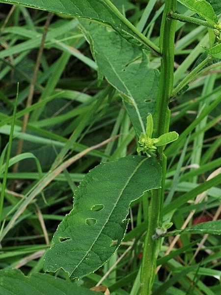 Image of Verbesina alternifolia