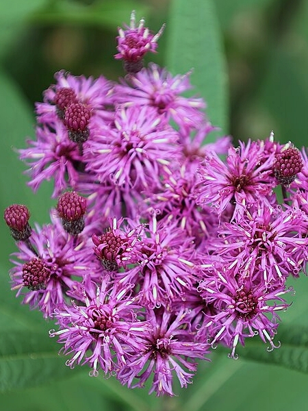 Image of Vernonia gigantea