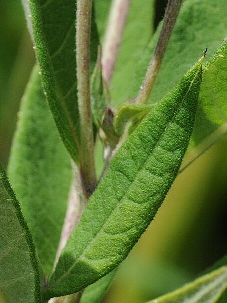 Image of Vernonia gigantea