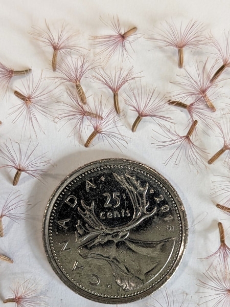 Image of Vernonia missurica