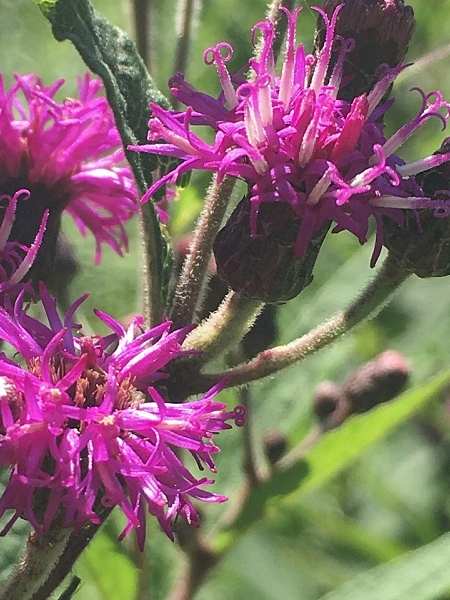 Image of Vernonia missurica
