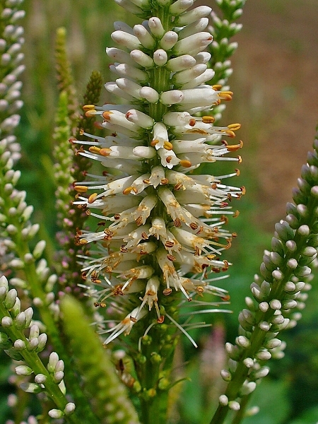 Image of Veronicastrum virginicum