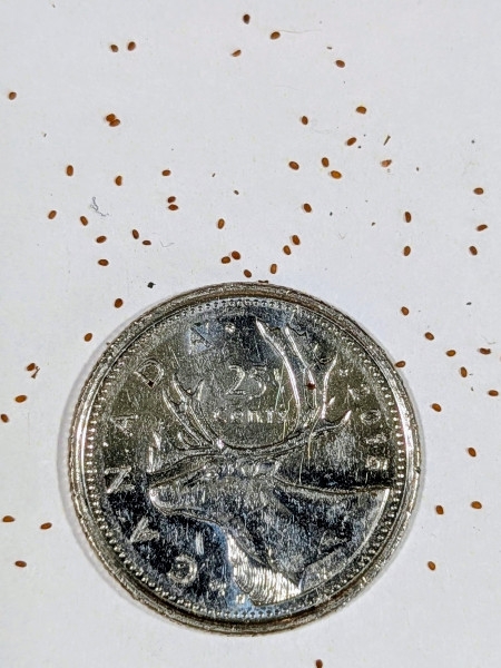 Image of Veronicastrum virginicum