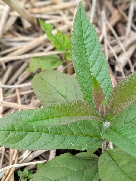 Image of Veronicastrum virginicum