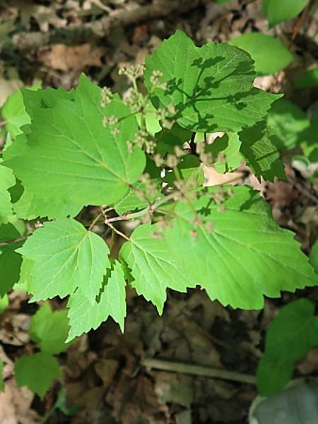 Image of Viburnum acerifolium
