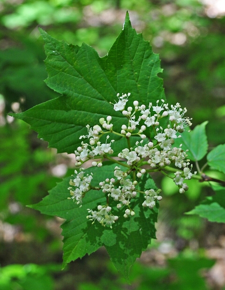 Image of Viburnum acerifolium