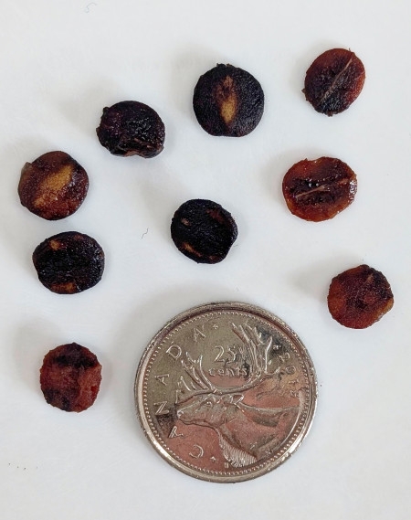 Image of Viburnum cassinoides