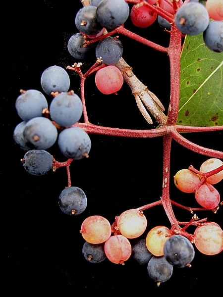 Image of Viburnum cassinoides