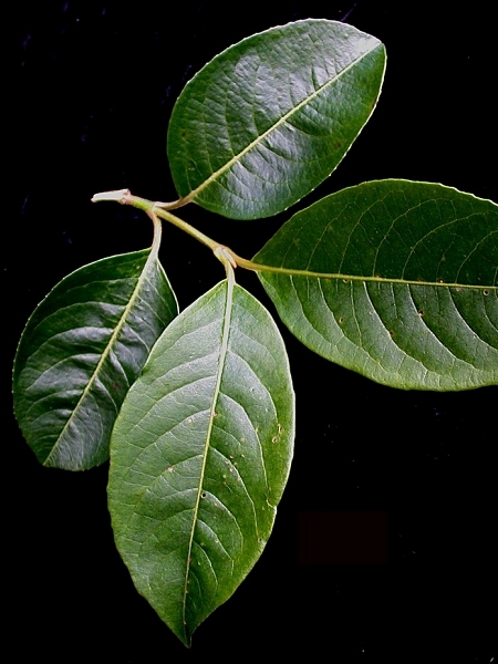 Image of Viburnum cassinoides