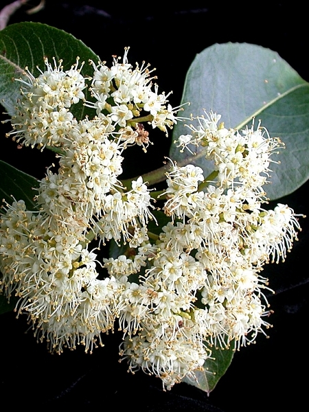 Image of Viburnum cassinoides