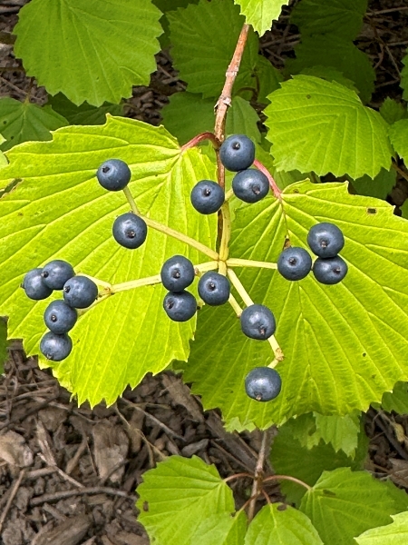 Image of Viburnum dentatum