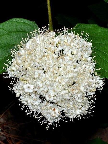 Image of Viburnum dentatum