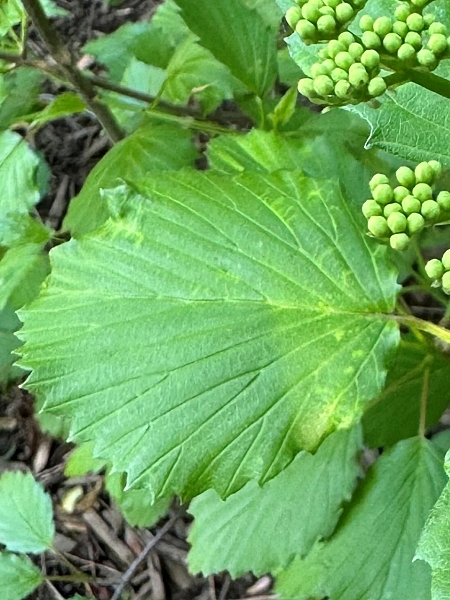 Image of Viburnum dentatum