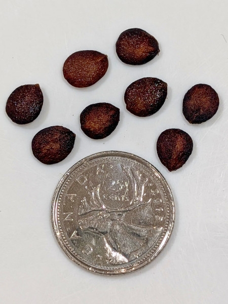 Image of Viburnum lentago