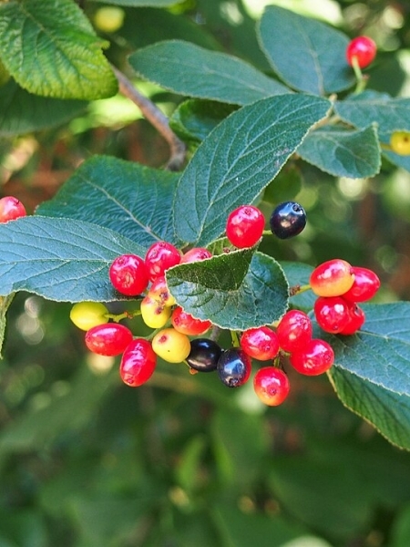 Image of Viburnum lentago