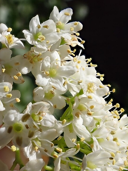 Image of Viburnum lentago