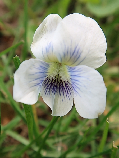 Image of Viola sororia
