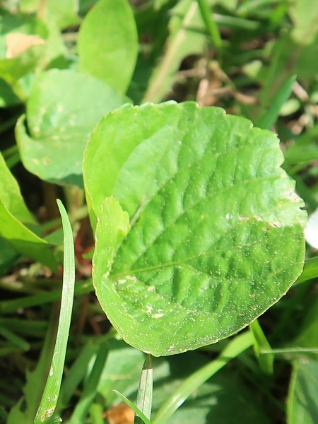 Image of Viola sororia