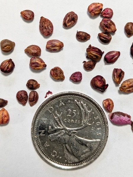 Image of Vitis riparia