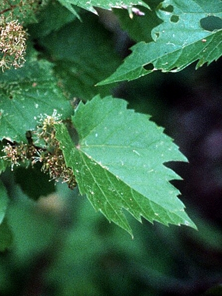 Image of Vitis riparia