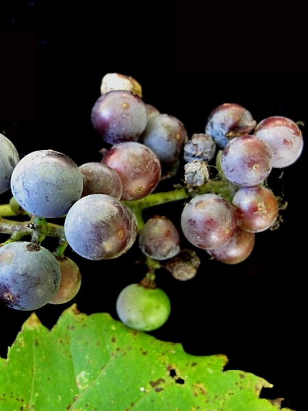 Image of Vitis riparia