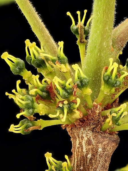 Image of Zanthoxylum americanum