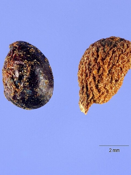 Image of Zanthoxylum americanum