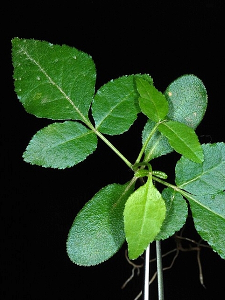 Image of Zanthoxylum americanum
