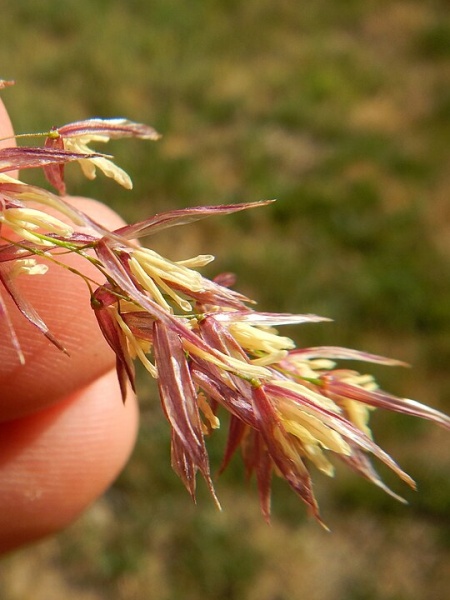 Image of Zizania palustris