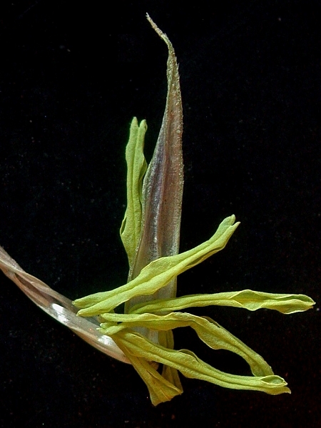Image of Zizania palustris