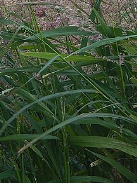 Image of Zizania palustris