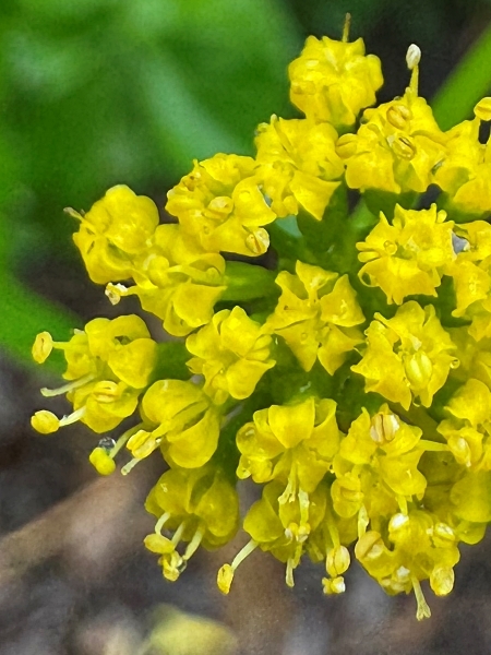 Image of Zizia aurea