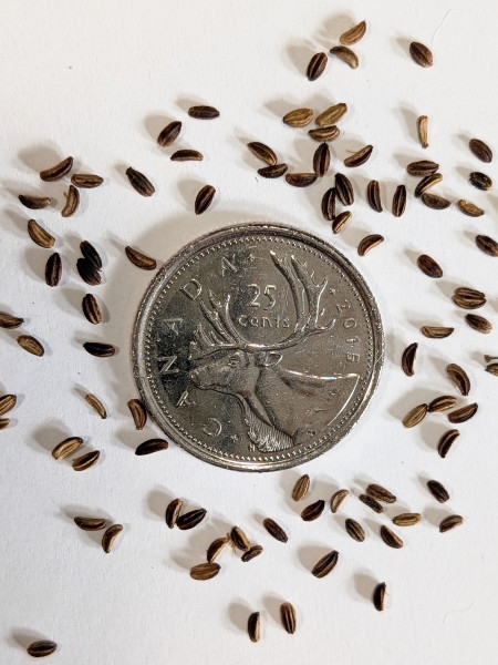 Image of Zizia aurea