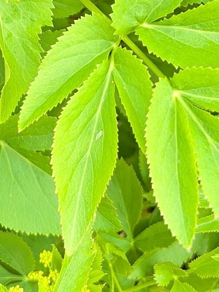 Image of Zizia aurea