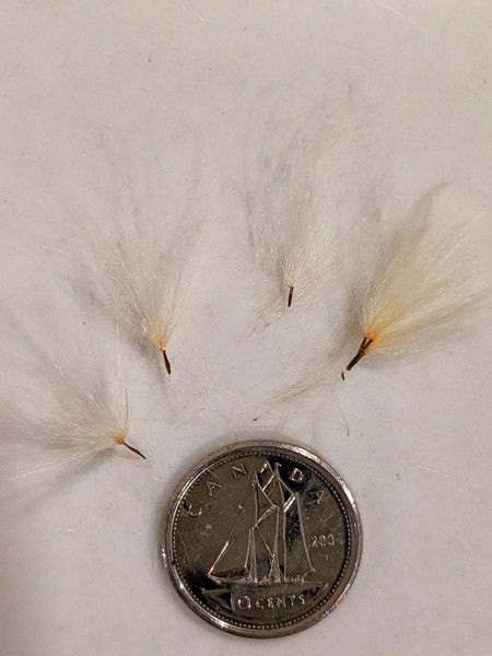 Image of Apocynum cannabinum