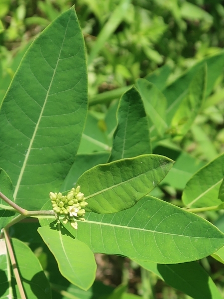 Image of Apocynum cannabinum