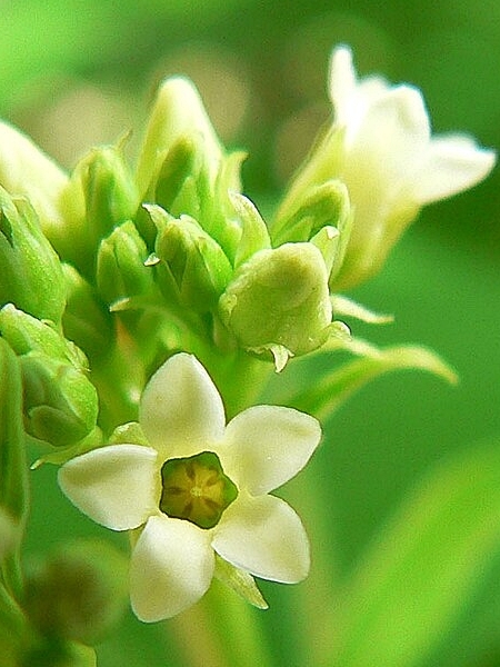 Image of Apocynum cannabinum